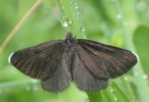 Odezia atrata